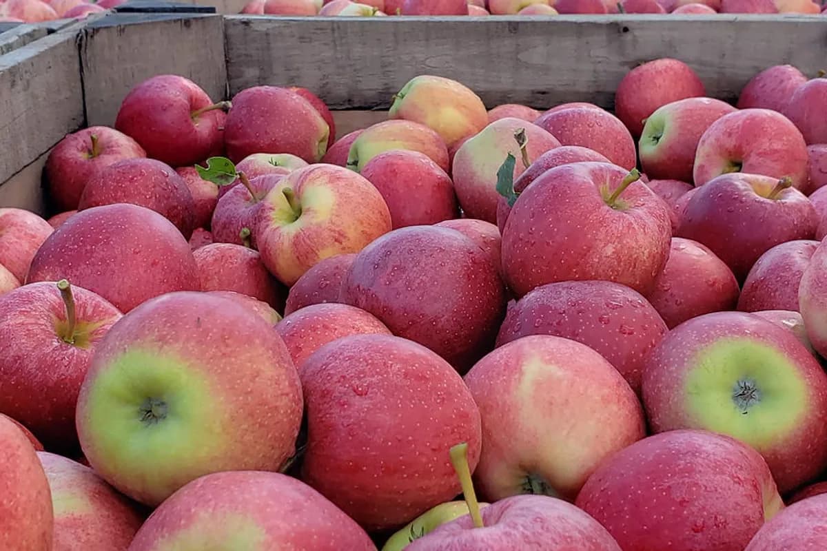 Fresh fruit at Kalir Farm Market