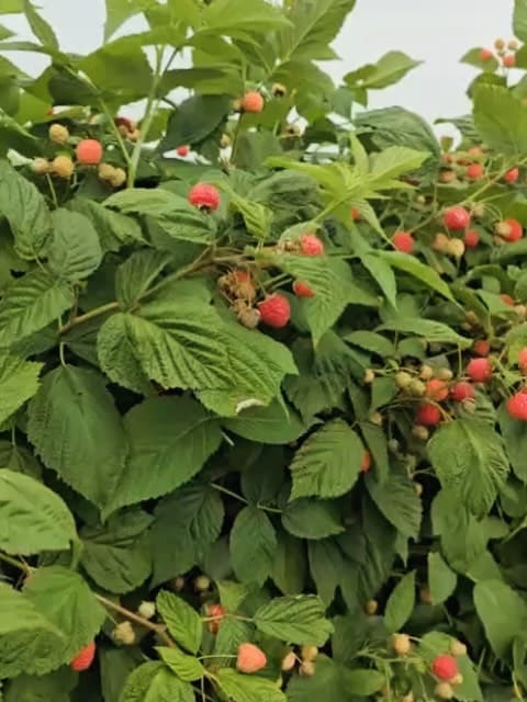 Raspberry season at Kalir Farm - fruit snacks