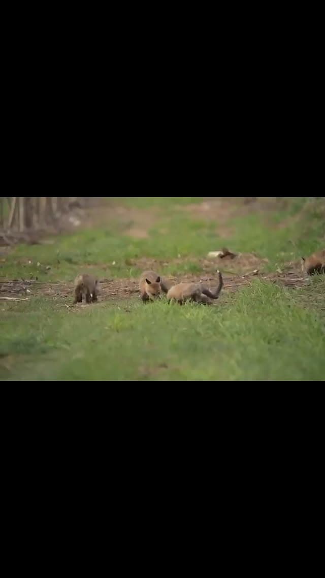 Fox family playing in Kalir Farm orchard