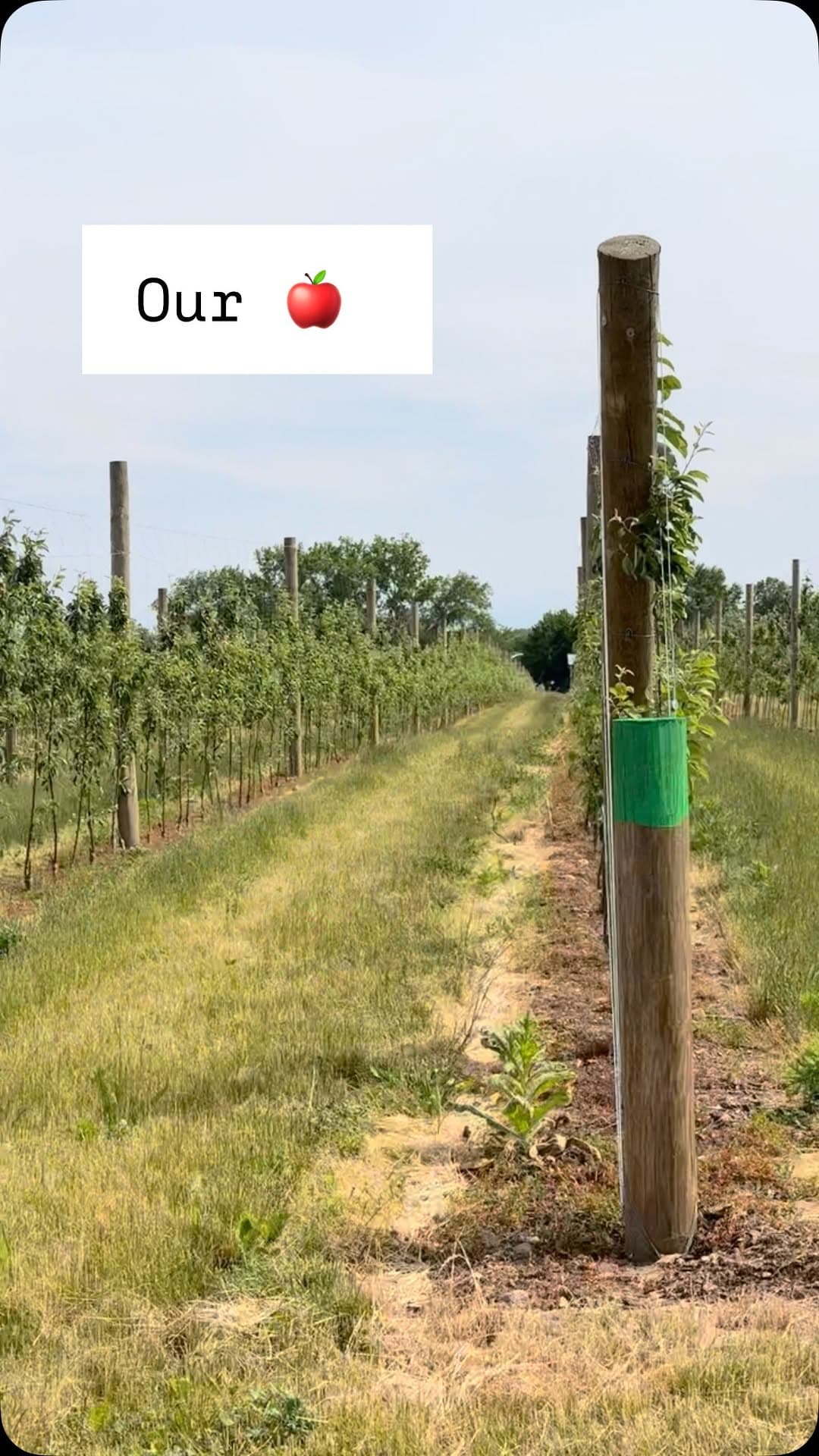 Kalir Farm orchard view