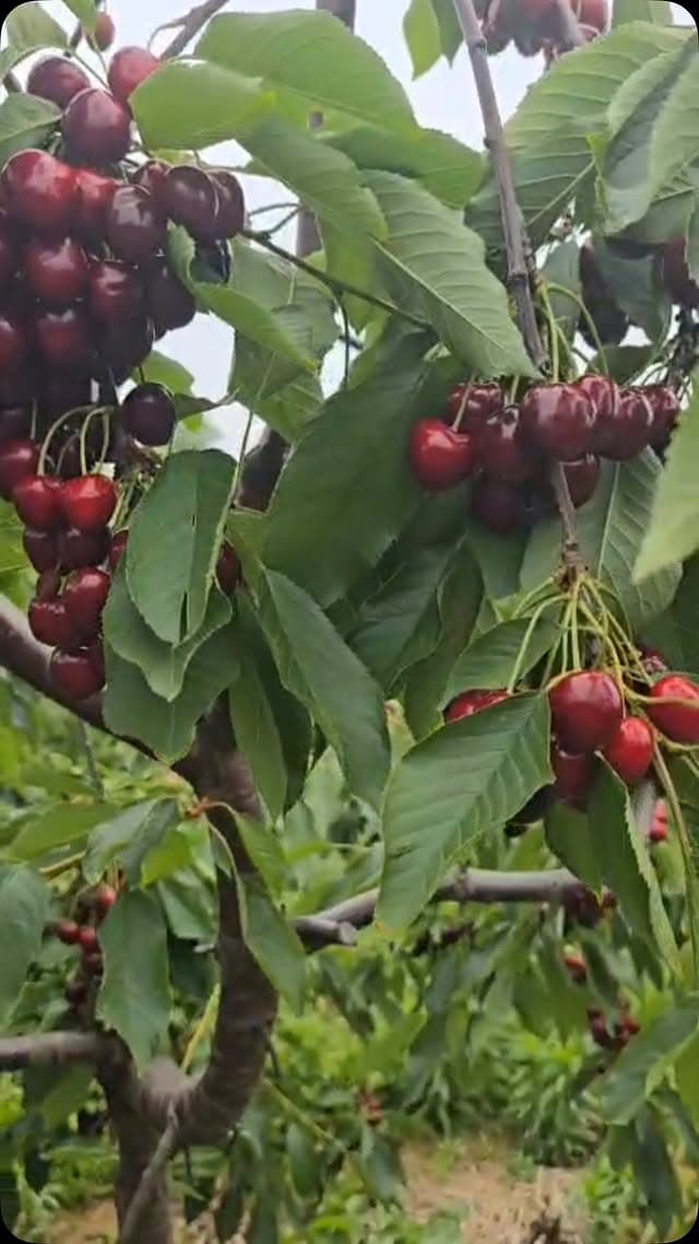 Cherry and berry season at Kalir Farm Market